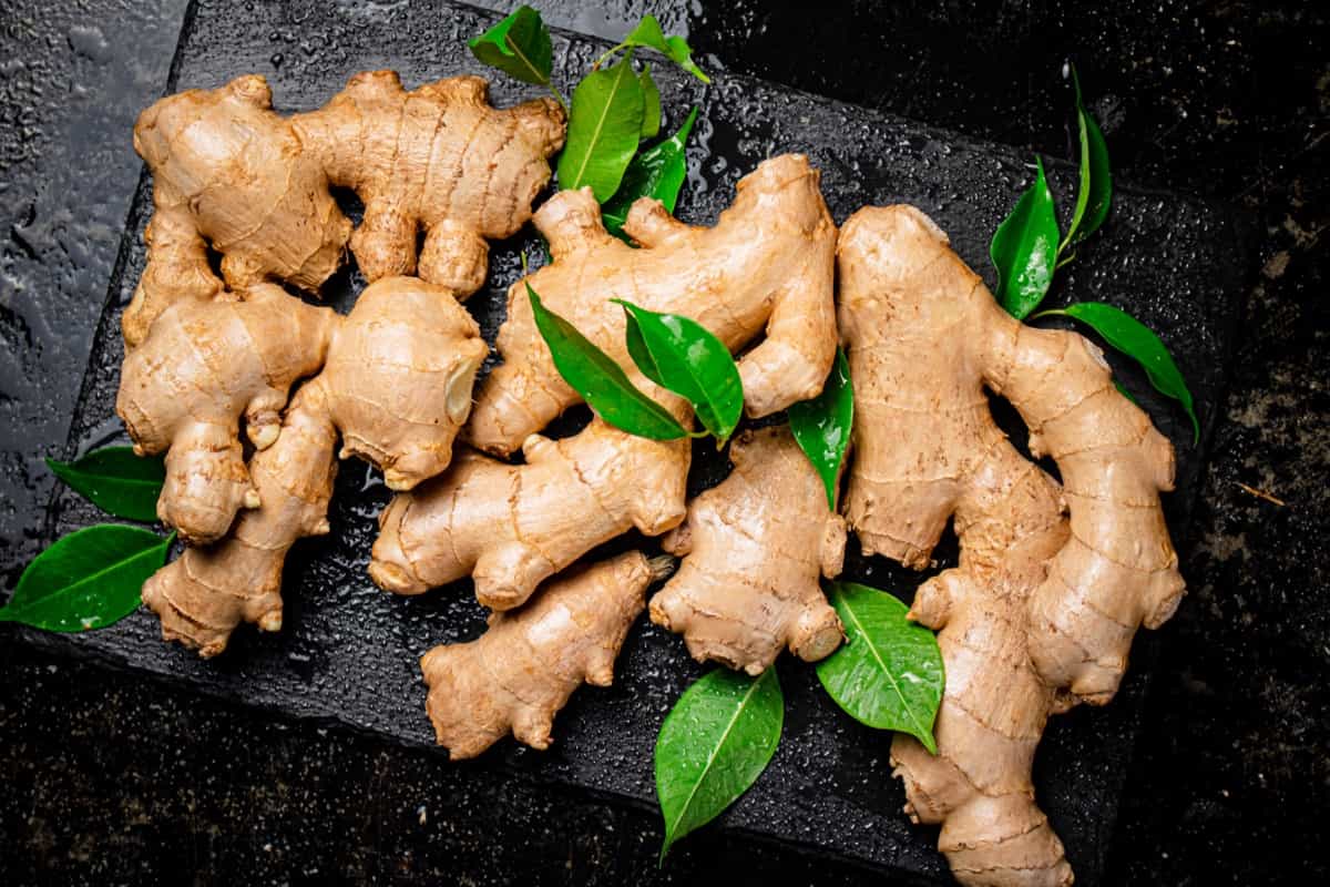 Ultimate-Guide-to-Organic-Ginger-Farming2